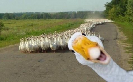 Stand out duck.jpg