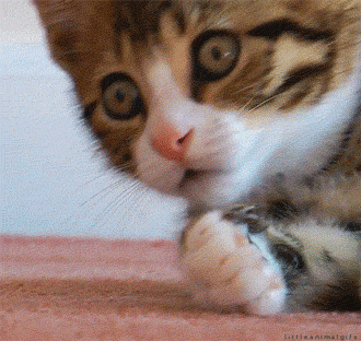 kitty.gif